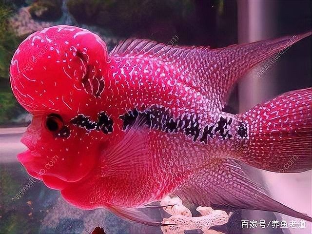 龍魚5號藥可以和其他藥物一起使用嗎：龍魚5號藥與其他藥物混合使用會有哪些風險