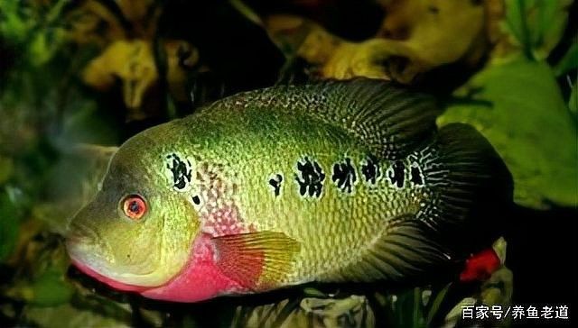 六角龍魚有哪些天敵：六角龍魚的天敵是什么？