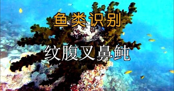哪些魚類會攻擊白化恐龍魚？：化恐龍魚的飼養方法