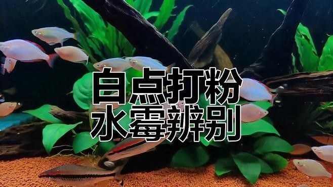 如何區分六角恐龍魚脫皮和水霉病：六角恐龍魚脫皮是怎么回事