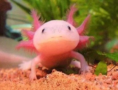 如何區分六角恐龍魚脫皮和水霉病：六角恐龍魚脫皮是怎么回事