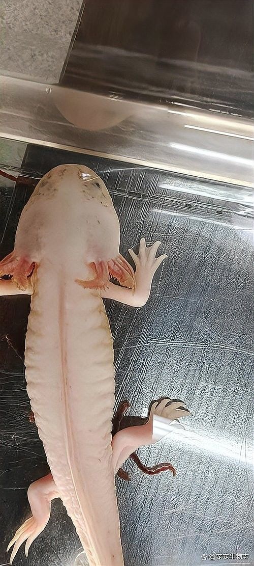 如何區分六角恐龍魚脫皮和水霉病：六角恐龍魚脫皮是怎么回事