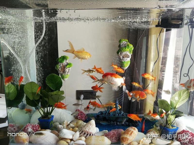 如何處理恐龍魚的殘渣：怎樣處理恐龍魚的殘渣