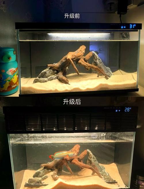 哪種材質(zhì)的龍魚缸加蓋性價(jià)比最高：魚缸蓋怎么選擇 哪種材質(zhì)的龍魚缸加蓋性價(jià)比最高：魚缸蓋怎么選擇 龍魚百科 第6張