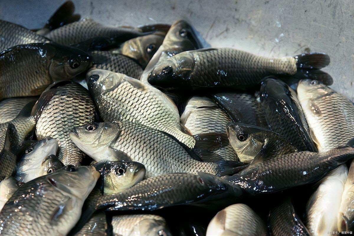 金龍魚餌哪個系列性價比最高？：金龍魚餌哪個牌子的好