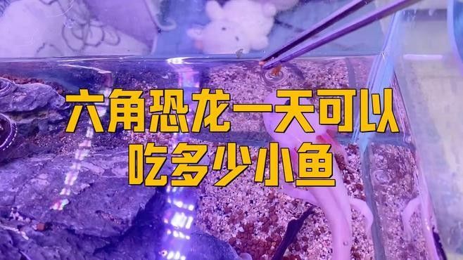 恐龍魚的最佳喂食時間是什么時候：關于恐龍魚最佳喂食時間的一些建議