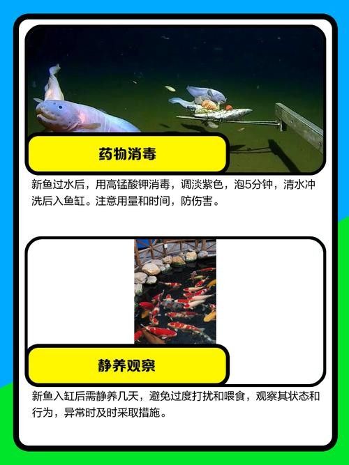 消毒后的小魚可以保存多久？：殺好的魚可以放冰箱保鮮多久 消毒后的小魚可以保存多久？：殺好的魚可以放冰箱保鮮多久 龍魚百科 第2張