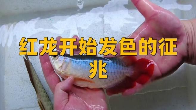 如何判斷橙紅龍魚是否進入發色期：判斷橙紅龍魚是否進入發色期需要從以下幾個方面進行觀察和分析