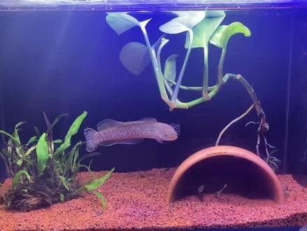 速倍妥雷龍飼料有哪些型號(hào)？：倍妥雷龍飼料是專為雷龍科動(dòng)物設(shè)計(jì)的高品質(zhì)飼料旨在滿足這些型號(hào)