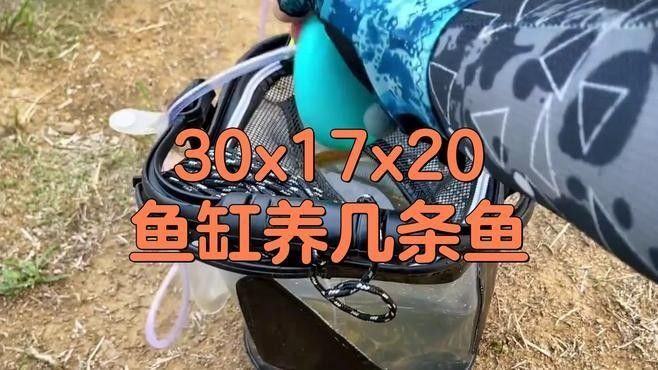 2米魚缸適合混養多少條地圖魚？：2米長的魚缸中混養地圖魚的數量