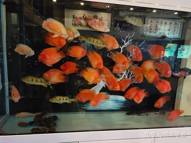 2米魚缸適合混養多少條地圖魚？：2米長的魚缸中混養地圖魚的數量