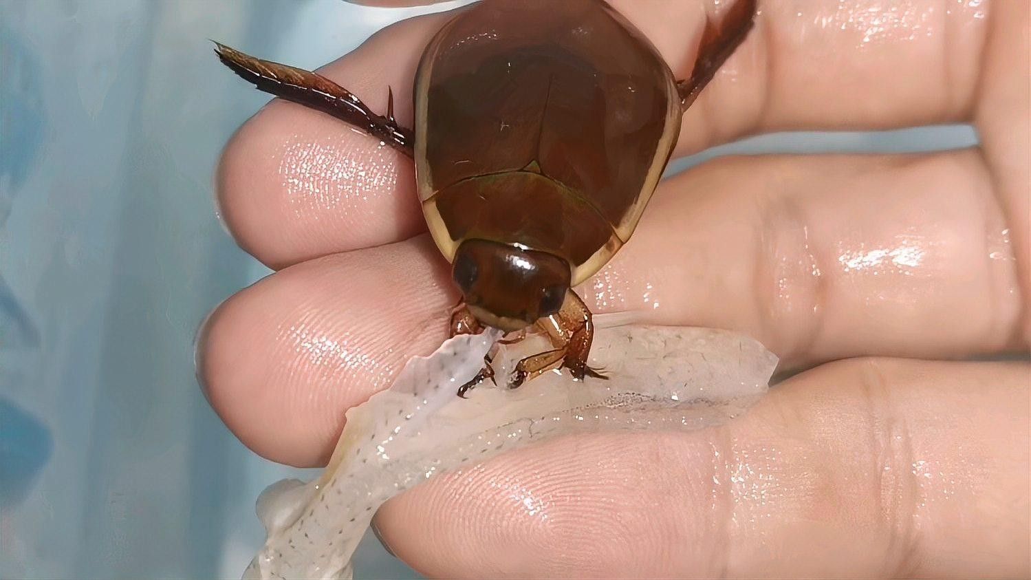 給我推薦一些更獨特的恐龍魚品種：恐龍魚品種推薦
