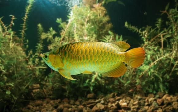 金背龍魚的最佳混養(yǎng)伙伴：京職智庫：金背龍魚的混養(yǎng)伙伴應(yīng)具備足夠的光照、生態(tài)平衡