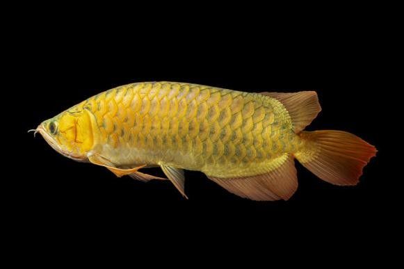 金背龍魚的最佳混養(yǎng)伙伴：京職智庫：金背龍魚的混養(yǎng)伙伴應(yīng)具備足夠的光照、生態(tài)平衡