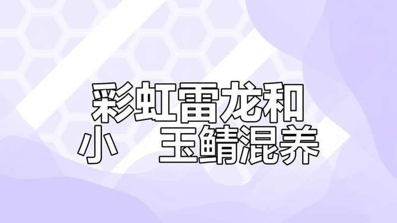 有哪些魚適合與彩虹雷龍混養(yǎng)？：雷龍魚養(yǎng)殖教你如何正確養(yǎng)殖好雷龍魚與彩虹雷龍魚混養(yǎng)指南