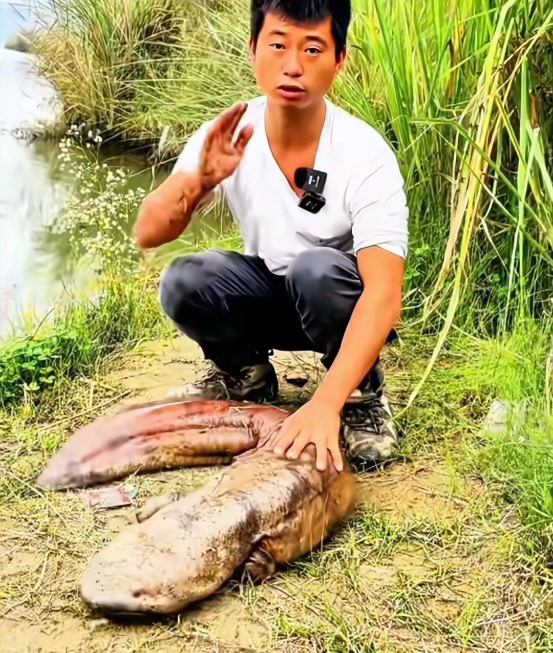 7000萬紅龍魚有何獨特之處？：揭秘紅龍魚價格昂貴背后的故事