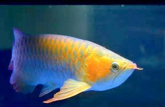 黑金龍魚的價格是多少？：金龍魚好養嗎新手如何輕松駕馭水中貴族友寵