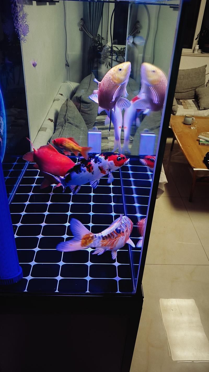曼龍魚缸多久清洗一次：龍魚缸多久清洗一次
