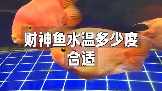 發財魚和龍魚混養需要注意什么？：發財魚和龍魚可以混養嗎？