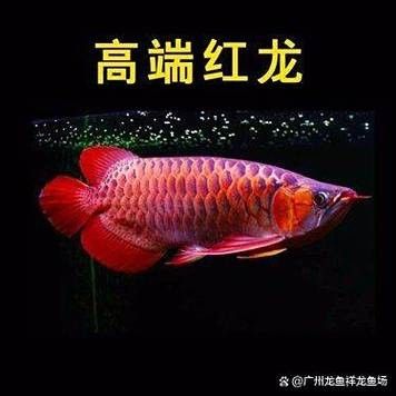 紅龍魚開箱后如何檢查魚體損傷：紅龍魚開箱后檢查魚體損傷是確保其健康和安全的重要步驟