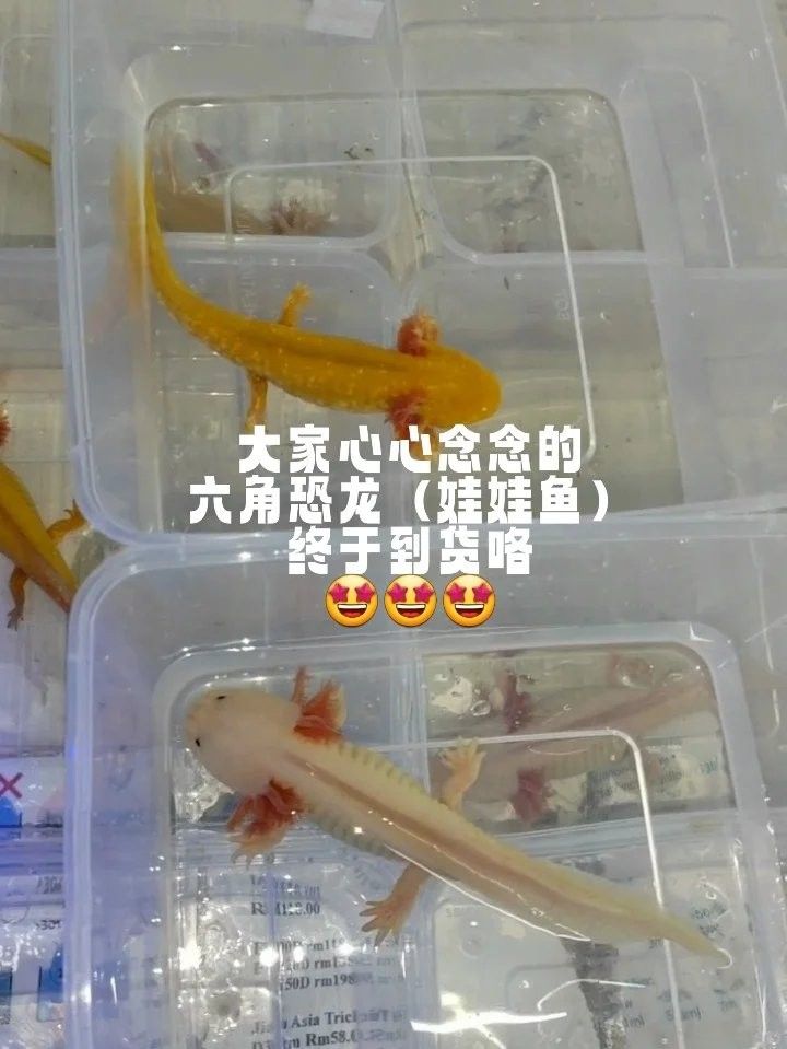 六角龍魚適合什么水質：六角龍魚對水質有特定要求以下是關鍵參數和注意事項