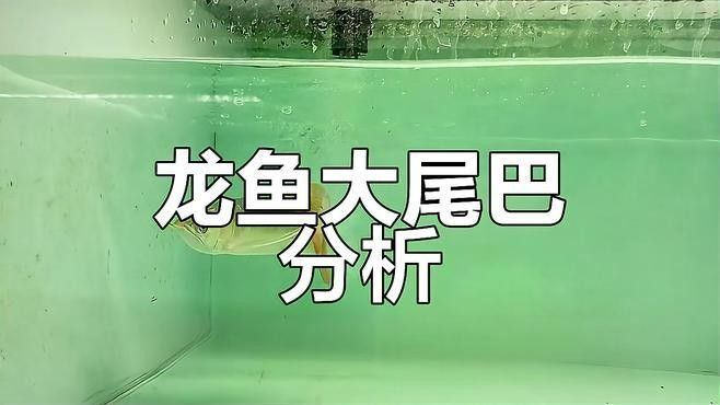 紅龍魚火焰尾的價格是多少：紅龍魚火焰尾的價格