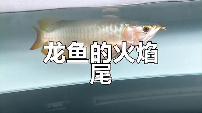 紅龍魚火焰尾的價格是多少：紅龍魚火焰尾的價格