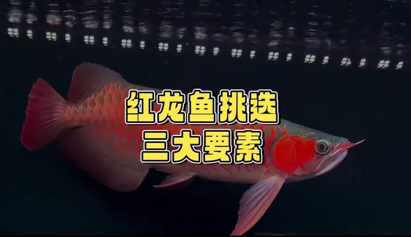 魏都哪個水族館龍魚好？祥龍魚場龍魚：廣州祥龍魚場