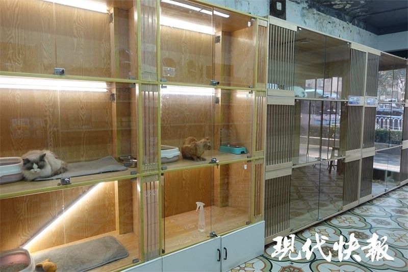 南京龍魚寄養基地的價格是多少：南京龍魚寄養基地價格一天多少錢？