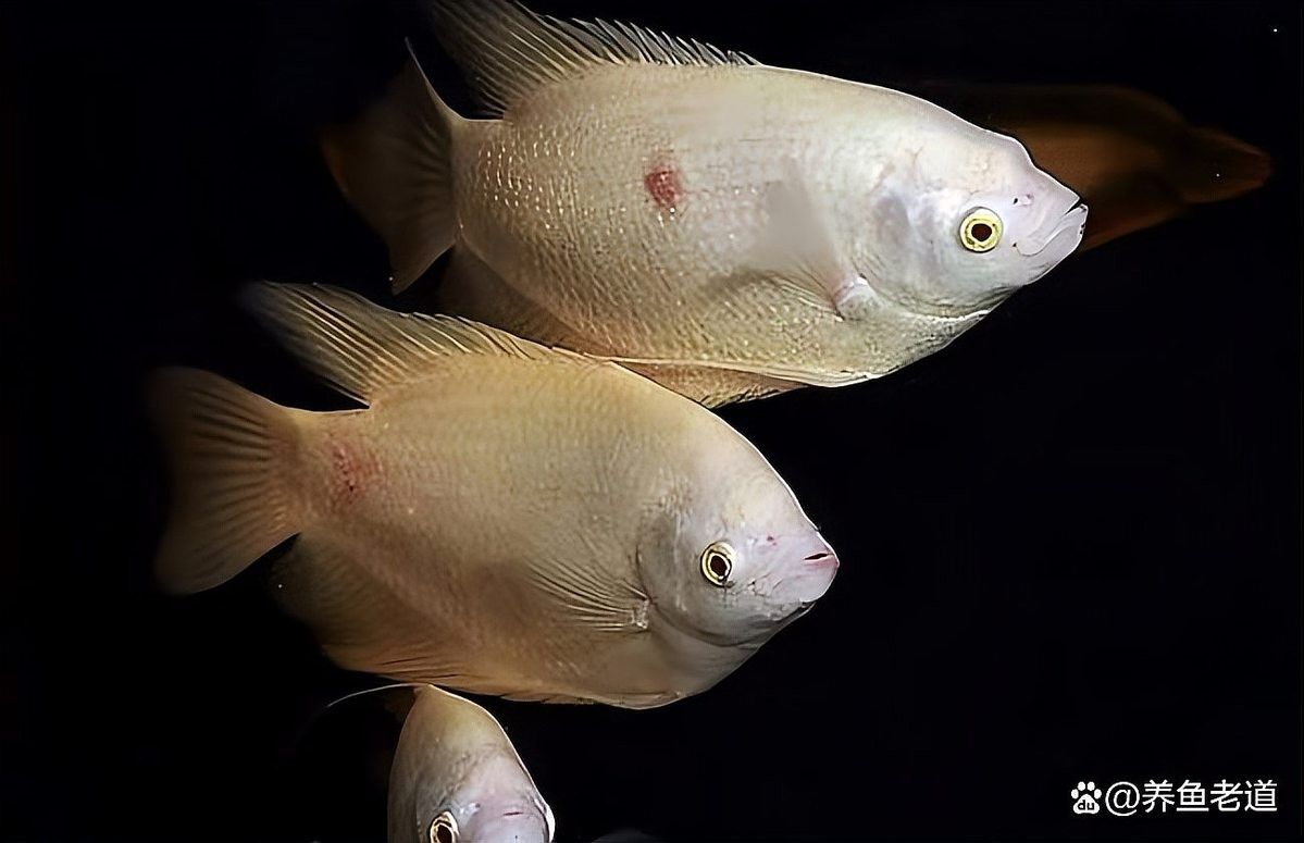 白子招財龍適合和哪些魚混養(yǎng)：招財魚可以和哪些觀賞魚混養(yǎng)