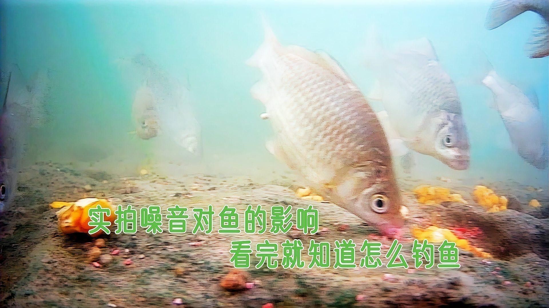 如何判斷底層魚是否溫順？：如何判斷底層魚是否溫順
