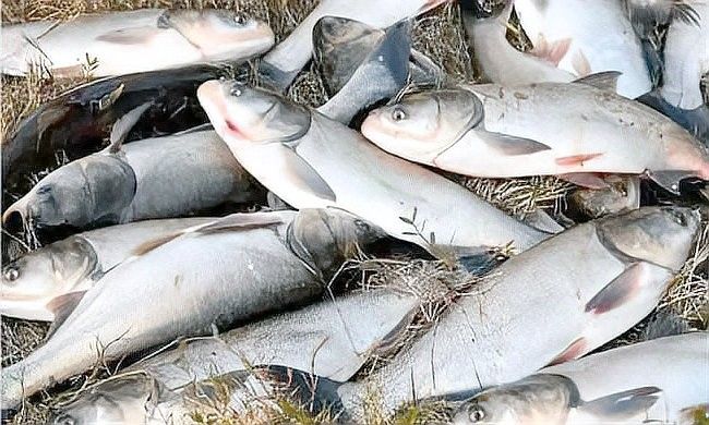 如何判斷底層魚是否溫順？：如何判斷底層魚是否溫順