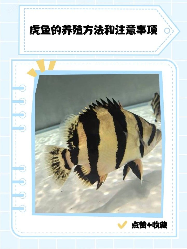 龍魚和虎魚混養最佳溫度是多少：魚和虎魚混養的最佳溫度通常在24-28攝氏度之間