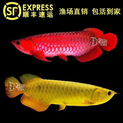 有沒有高清的紅龍魚品相圖？：紅龍魚品相圖集