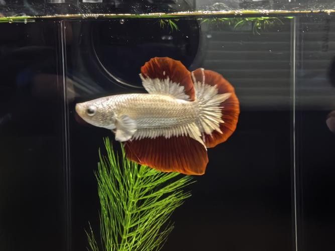 有沒有高清的紅龍魚品相圖？：紅龍魚品相圖集