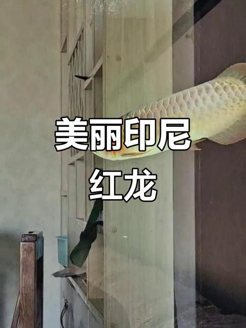 有沒有高清的紅龍魚品相圖？：紅龍魚品相圖集