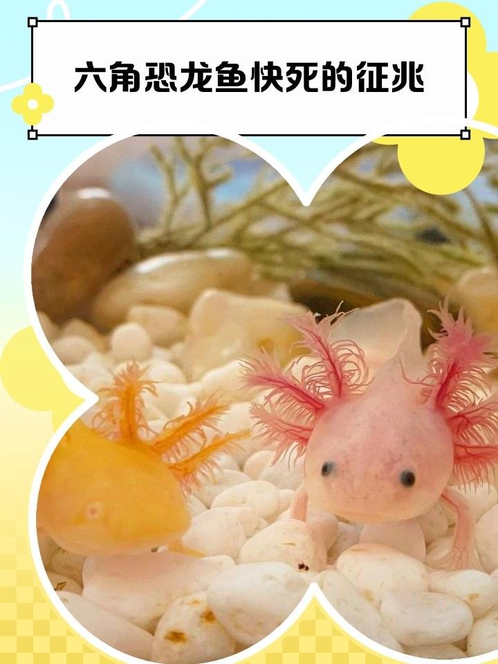 如何判斷六角龍魚是否生病？：六角恐龍魚生病的表現 如何判斷六角龍魚是否生病？：六角恐龍魚生病的表現 龍魚百科 第6張