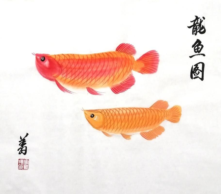 金龍魚簡筆畫適合哪個年齡段？：金龍魚簡筆畫是一種適合各個年齡段人群的繪畫活動