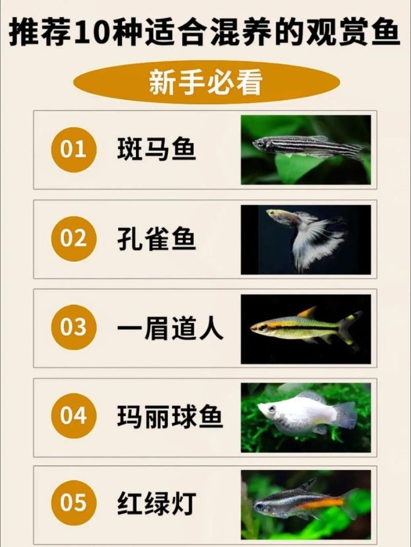 給我推薦一些適合混養的魚：同一水族箱中飼養多種魚類，適合混養的觀賞魚推薦