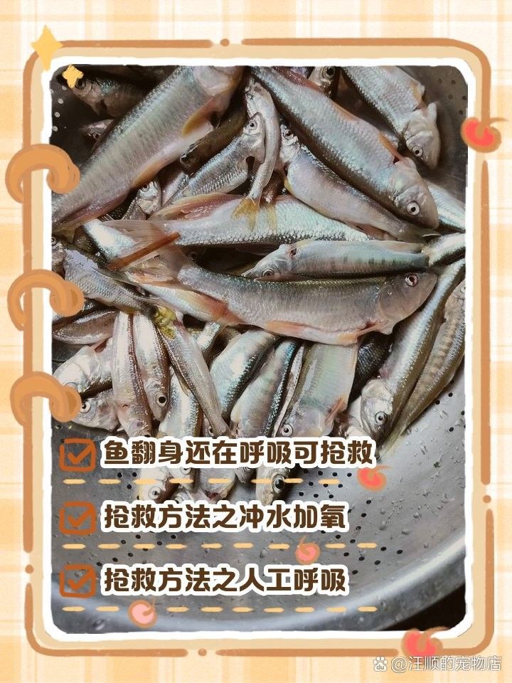 金龍魚翻身了還有救嗎：金龍魚翻身之路充滿挑戰
