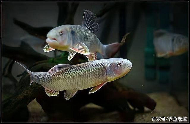 發色期間如何保持水質穩定？：發色期間如何保持水質穩定