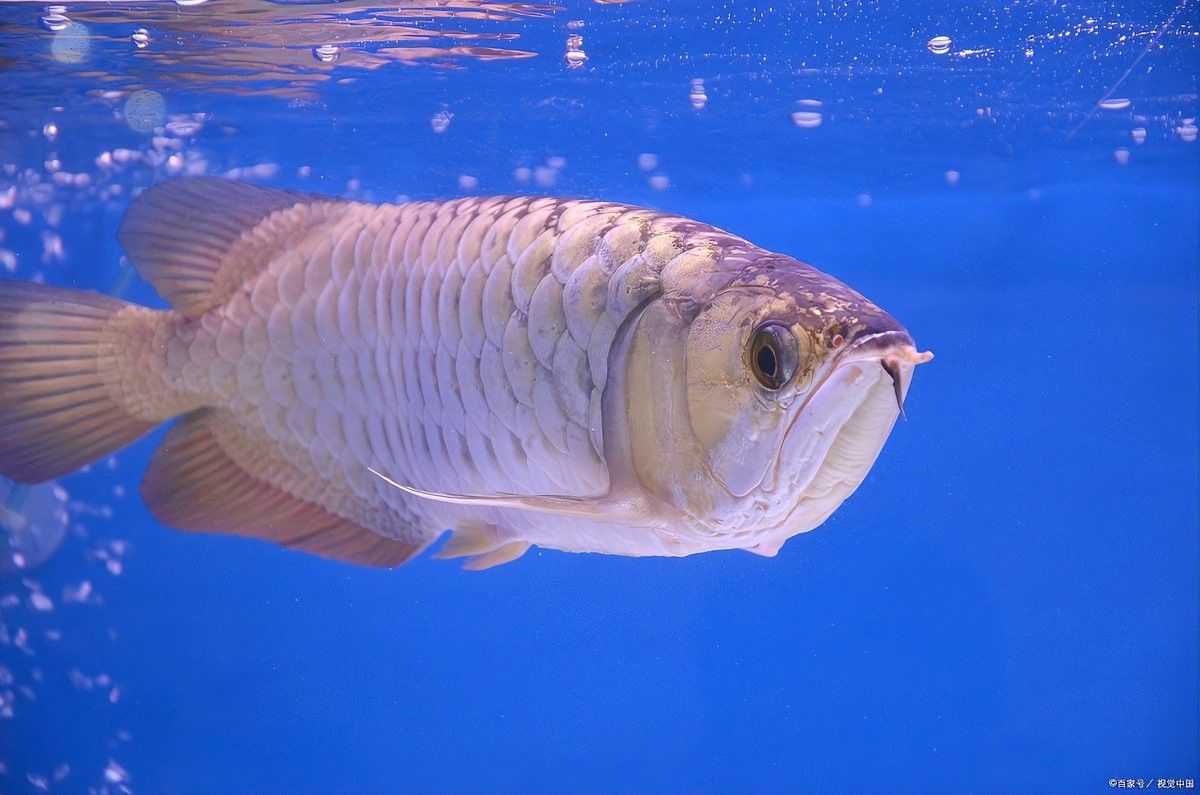 紅龍魚骨骼畸形遺傳嗎：紅龍魚骨骼畸形可以治療嗎？