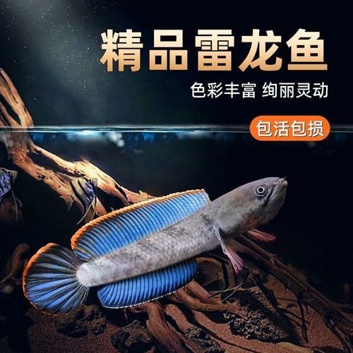 七彩雷龍魚的價格是多少？：七彩雷龍魚的價格