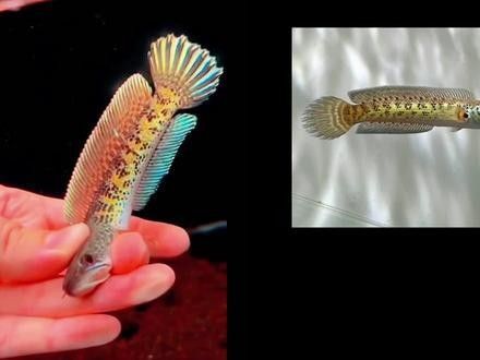 七彩雷龍魚的價(jià)格是多少？：七彩雷龍魚的價(jià)格