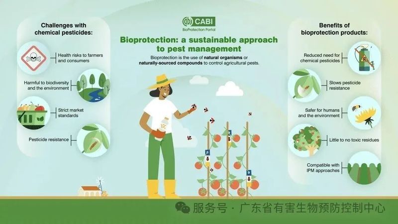 如何減少白鯊和龍魚之間的沖突？：如何減少白鯊和龍魚的沖突？