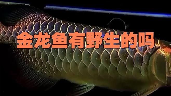青龍魚和金龍魚哪個更值錢？：金龍魚和金龍魚哪個更值錢青龍魚價格多在1000元以內