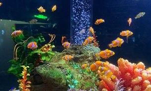 東河哪個水族館龍魚好？祥龍魚場龍魚：富國海底世界和大興龍玥城哪個更適合觀賞魚養殖