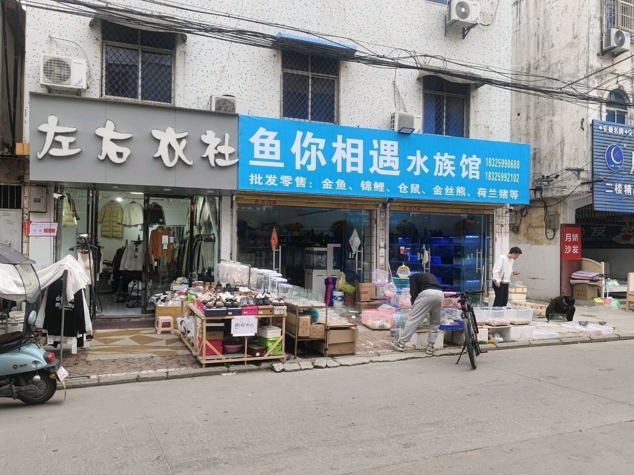 界首哪個水族館龍魚好？祥龍魚場龍魚：界首哪個水族館龍魚好