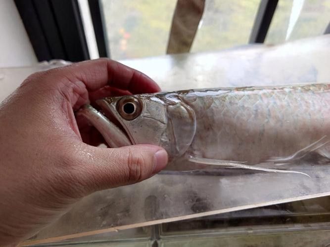黑帶龍魚和銀帶龍魚有什么區別：帶龍魚和銀帶龍魚在外觀上有一些區別，黑帶龍魚好養嗎