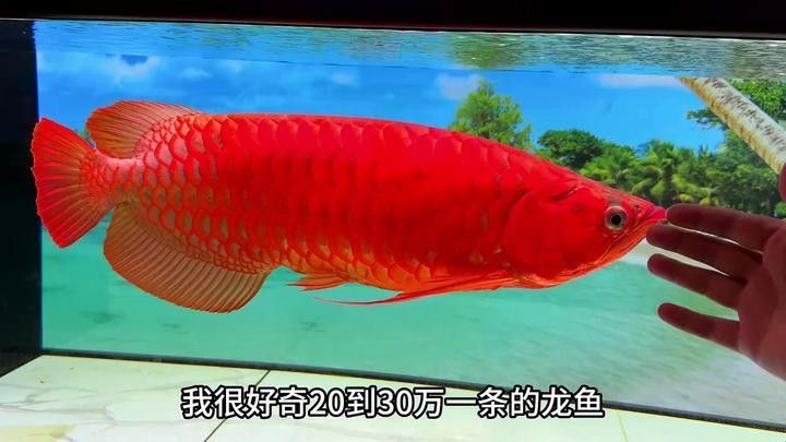 龍魚養殖需要哪些特殊設備？：養龍魚必備設備清單